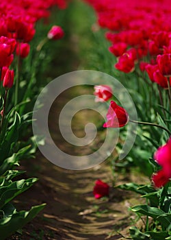 Rows of Tulips