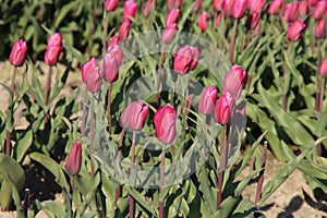 Rows of tulips on flower bulb fields on the island of Goeree Overflakkee