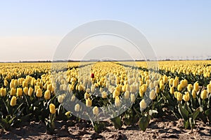 Rows of tulips on flower bulb fields on the island of Goeree Overflakkee