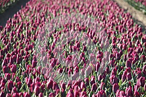 Rows of tulips on flower bulb fields on the island of Goeree Overflakkee