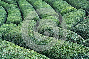 Rows of Turkish black tea plantations cultivated on a field in Cayeli area Rize province