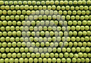 Rows of Uncountable Potted Golden Barrel Cactus Plants on the Wall