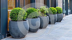 rows of uniformed potted plants adorning the entrance to a modern office complex, enhancing the corporate ambiance with photo