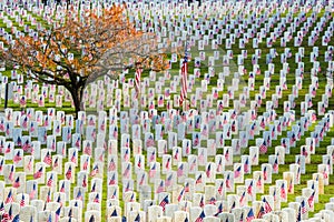 Rows of Veterans Tombstones with American Flags