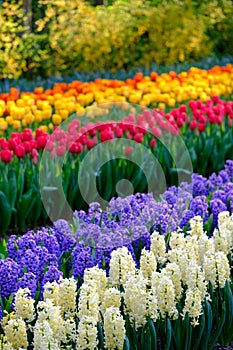 Rows of vibrant colour tulips on display at Keukenhof Gardens, Lisse, South Holland. Photographed in HDR high dynamic range.