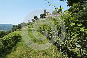 Rows of vine on the hillside