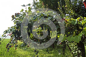 Rows of vine with lambrusco grapes