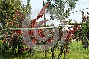 Rows of vine with lambrusco grapes