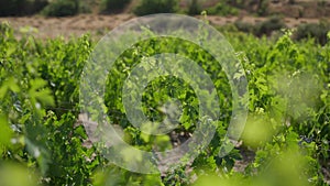 Rows of vinegrape growing in sunshine outdoors on Cyprus island. Green cultivated plants in sunlight on summer day on