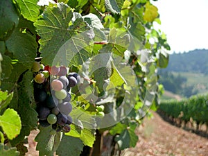 Rows of Vines