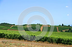 Rows of Vines