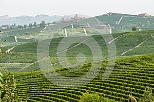 Rows of vines of black nebbiolo grapes with green leaves in the vineyards, Piemonte, Langhe wine district