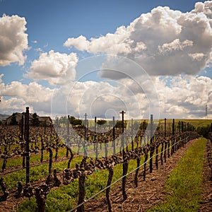 Rows of Vines at a California Vineyard.