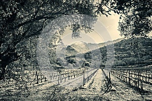 Rows of vines in Corsican vineyard and snow covered mountains