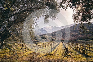 Rows of vines in Corsican vineyard and snow covered mountains