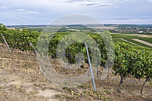 Rows of vines in Flonheim/Germany