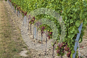 Rows of vines in Flonheim/Germany