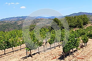 Rows of Vines on a Hill in Priorat Spain