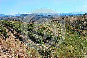 Rows of Vines on a Hill in Priorat Spain photo