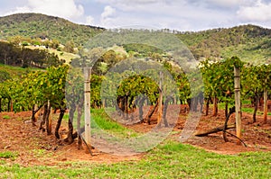 Rows of vines - Mount View
