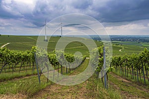 Rows of vines in Rheinhessen/Germany