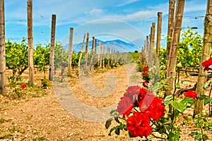 Rows of vines, roses, mountain landscape on sunny day, Crete, Greece