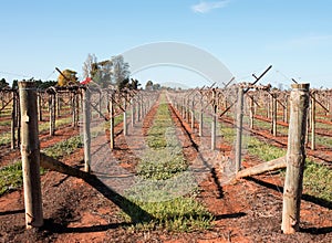 Rows of Vines with Shaw Swing Arm Trellis.