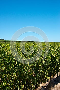 Rows of vines in stellenbosch vineyard