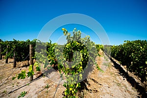 Rows of vines in stellenbosch vineyard
