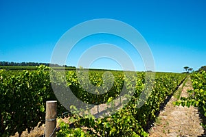 Rows of vines in stellenbosch vineyard