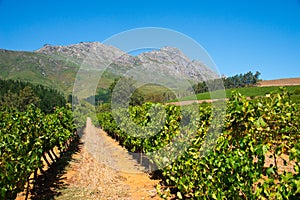 Rows of vines in stellenbosch vineyard