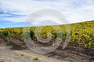 Rows of vines under a partly cloudy sky in autumn