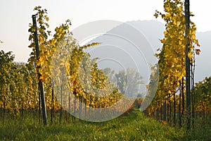 Rows of vines at a vineyard in Austria