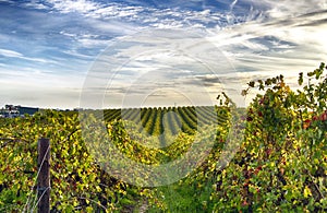 Rows of vines at vineyard in McLaren Vale, South Australia