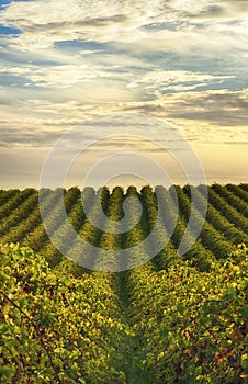 Rows of vines at vineyard in McLaren Vale, South Australia