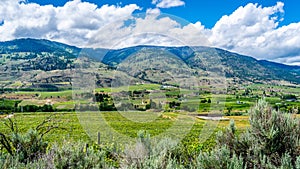 Rows of Vines in the Vineyards of Canada`s Wine Region in the Okanagen Valley