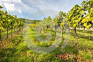 Rows of vines in warm light