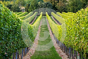 Rows of vines in warm light