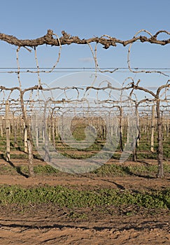 Rows of Vines in Winter