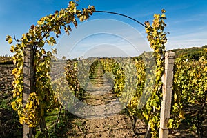 Rows of vineyard with blue sky after harvesting