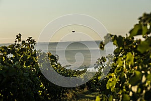 Rows of vineyard and drone in the sky