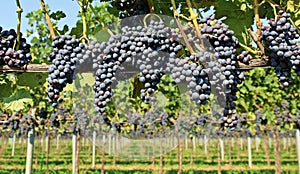 Rows of vineyard full of Merlot grapes in the end of summer.