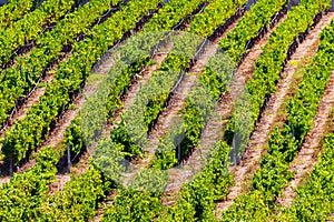 Rows of Vineyard Grape in Fall and Autumn Season. Landscape of Winery Farm Plantation,Taken before Sunset