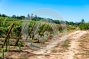 Rows of Vineyard Grape in Fall and Autumn Season. Landscape of Winery Farm Plantation,Taken before Sunset