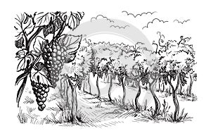 Rows of vineyard grape plants