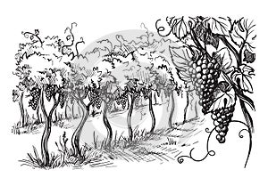 Rows of vineyard grape plants