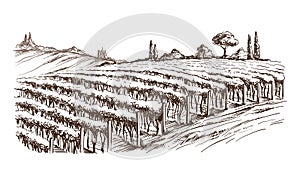 Rows of vineyard grape plants