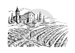 Rows of vineyard grape plants and castle