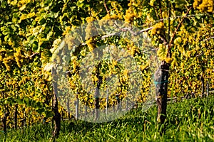 Rows Of Vineyard Grape Vines. Autumn Landscape. Austria south Styria