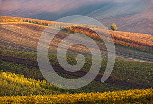 Rows Of Vineyard Grape Vines.Autumn Landscape With Colorful Vineyards.Grape Vineyards Of Czech Republic.Abstract Background Of Aut